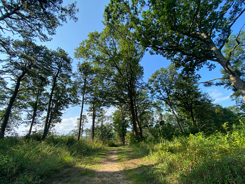Trail at Pine Bush Preserve in Summer, Albany, New York, USA