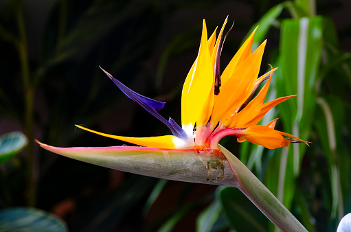 Bouquet of tropical blooms, Red Ginger, Bird of Paradise.  OLYMPUS DIGITAL CAMERA.