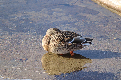 Little duck trying to stay warm on a very chilly day while keeping an eye out.