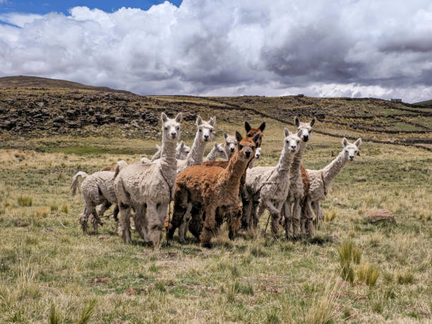 istock Group of Alpacas on the farm, posing for the camera 2013700489