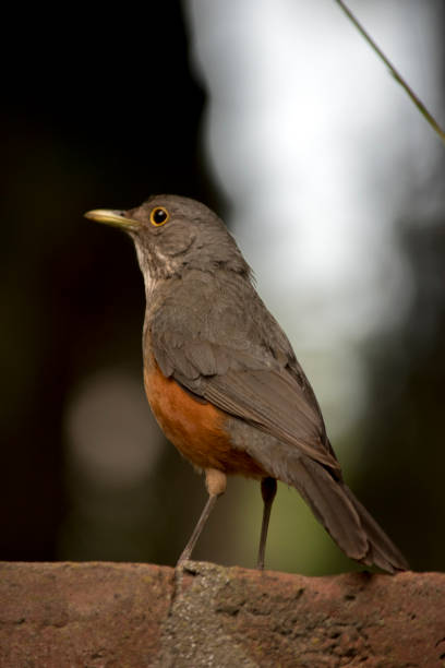 istock Portrait of Red Thrush. Turdus rufiventris 2013714925
