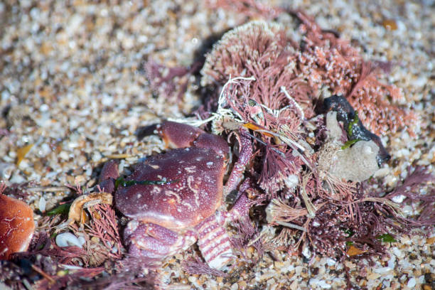 istock reddish colored crab on the Argentine Atlantic coast 2013716997