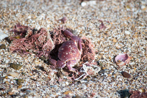 Little green and brown crab with white spots, well-camouflaged against the sand.