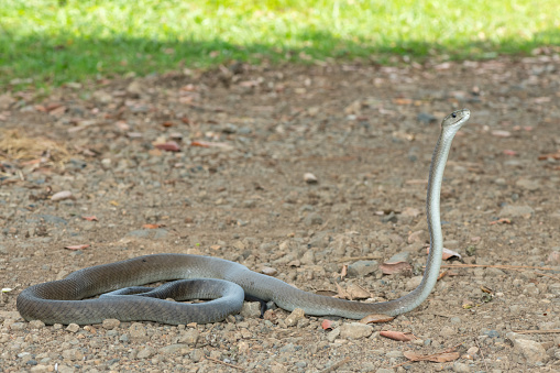 An adult black mamba (Dendroaspis polylepis) raising its neck
