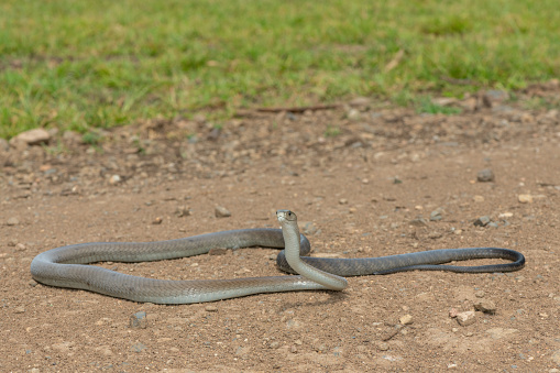 A highly venomous adult black mamba (Dendroaspis polylepis) basking in the warm sun