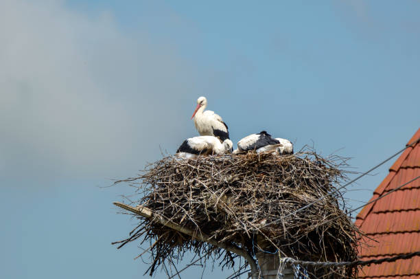 istock White Stork, Ciconia ciconia with three youngsters on the nest 2013731889