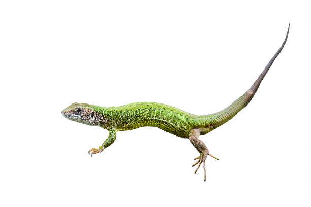 istock European green lizard isolated on white background 2013756887