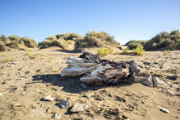A Piece of Ancient Wood Lying Alone Amidst the Sand Dunes Under the Bright Sky