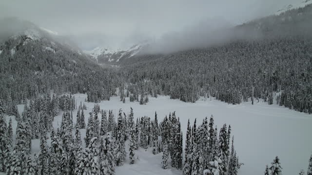 Aerial drone view of snowy forest