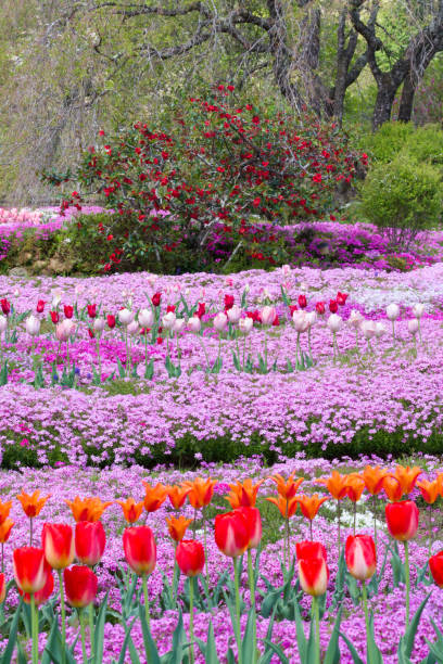 istock Colorful tulips and moss phlox (Shibazakura no Sato) 2013802813