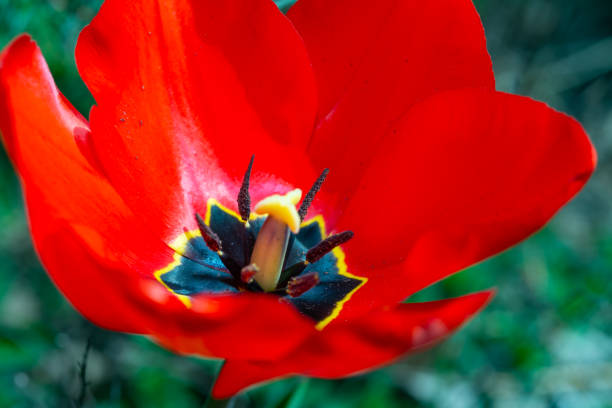 Close-up, red tulip with bright pistil and black stamens, Ukraine