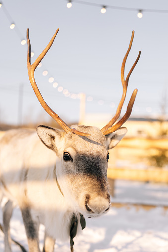 Closeup vertical portrait of cute little reindeer pasturing in snowy deer farm on winter frozen sunny day. Horned deer standing looking at camera, no people. Concept of tourist attraction.