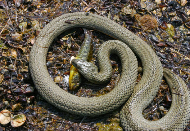 water snake