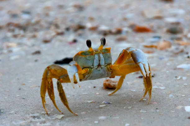istock Atlantic ghost crab (Ocypode quadrata) at the ocean beach, Florida USA 2013809624