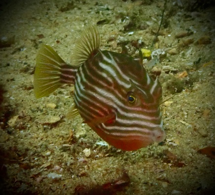 Southern cowfish Shaw’s boxfish swimming below jetty