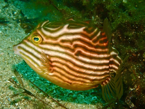 Southern cowfish Shaw’s boxfish swimming below jetty