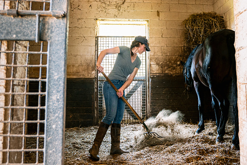 Female Rancher Using a Pitchfork to Clean Hay from a Horse Stable Stall Box in a Barn