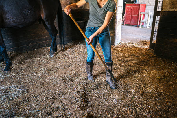 istock Rancher Cleaning a Horse Stall on a Ranch in the Summer 2013837169