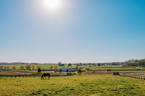 Rescue Horse Grazing on a Sunny Day in a Green Pasture on a Ranch in Maryland, USA