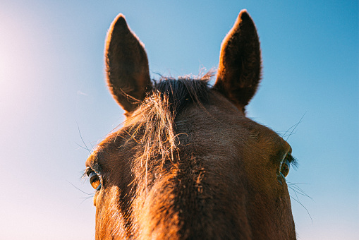 Cute Close-Up Photo of Brown Horse Ears Listening, Waiting for a Treat on a Sunny, Clear Summer Day in the USA