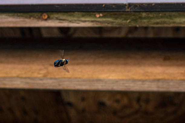 Carpenter Bee Mid-Air in Flight around a Wooden Stable Barn. These pests can cause major damage to wooden structures.