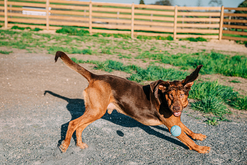 Droopy-Eyed, Agile Adult Bloodhound Focused on a Toy Ball, Retrieving on a Summer Day at a Rescue Animal Shelter Center in the USA