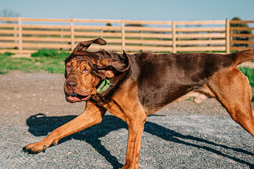 Large dark brown mastiff outdoors.