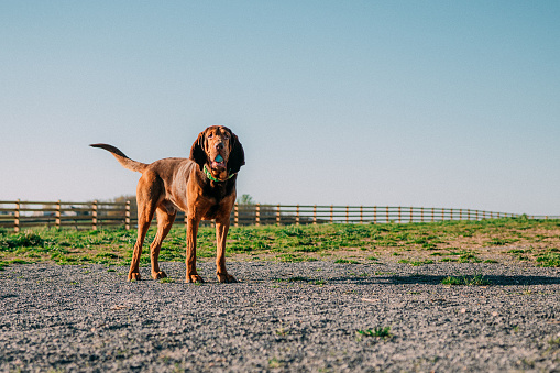 Cute bullmastiff puppy is standing on a green grass. Pet animals. Purebred dog.