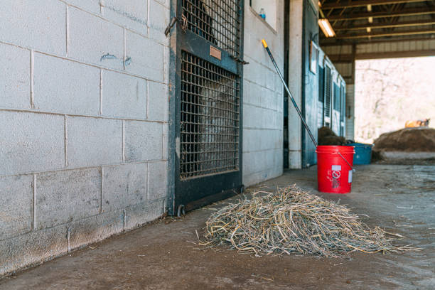 A Farmer has Recently Swept and Cleaned Barn Alley in the Summer\nThe aisle is kept clean and free from obstacles to avoid any potential hazards while handling horses or other livestock,.