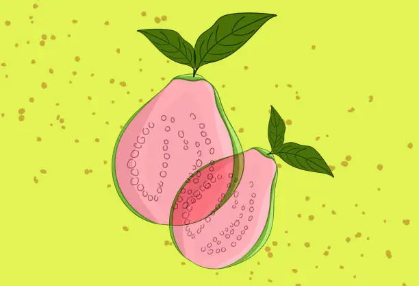 Vector illustration of guava