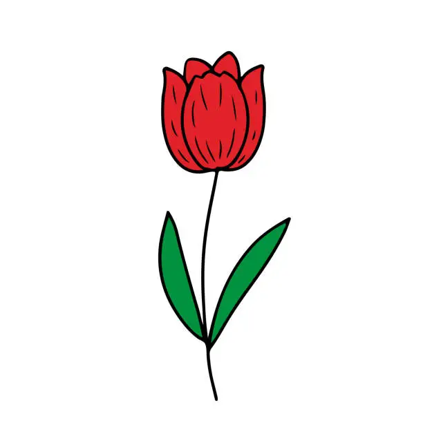 Vector illustration of Hand drawn tulip isolated on white. Sketched flower decor element. Vector illustration.