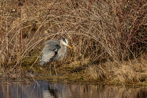 Great Blue Heron in a marsh ruffling feathers. Delta, B.C., Canada
