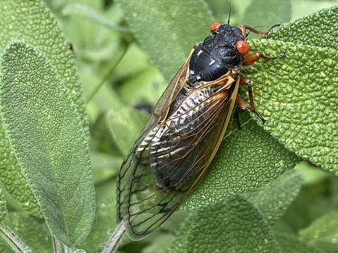 Closeup image of a cicada on leaves.  Cicadas will spend up to 17 years underground as larvae before hatching. They are known as one of the loudest insects.