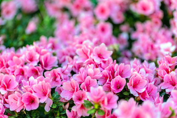 istock Beautiful nature background with closeup small shrub red flowers, copy space 2013939391