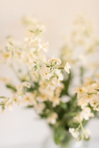 Delicate Light Yellow Stock Spray Flowers in Bright Natural Light with a Fresh Clean Cream Background