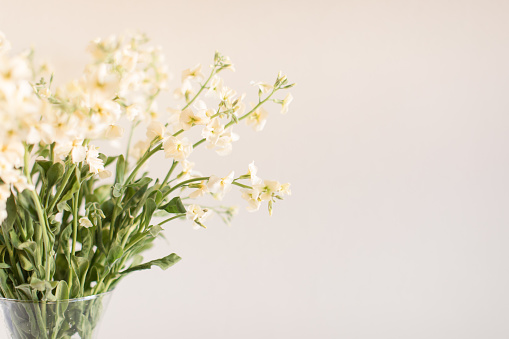 Delicate Light Yellow Stock Spray Flowers in Bright Natural Light with a Fresh Clean Cream Background