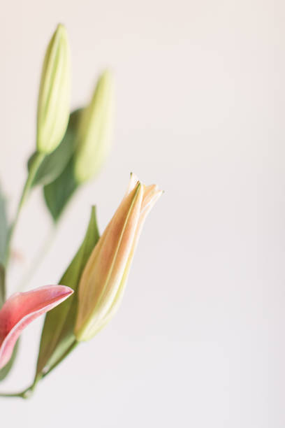 Delicate Spring Bouquet of Pink Easter Lilies in Bright Natural Light with a Fresh Clean White Background