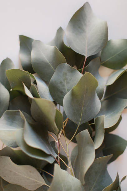 istock Delicate Large Flat-Leaf Eucalyptus Leaves in Bright Natural Light with a White Background 2013968987