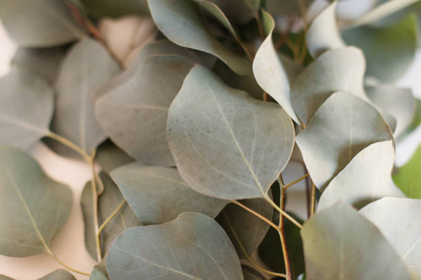istock Delicate Large Flat-Leaf Eucalyptus Leaves in Bright Natural Light with a White Background 2013968989