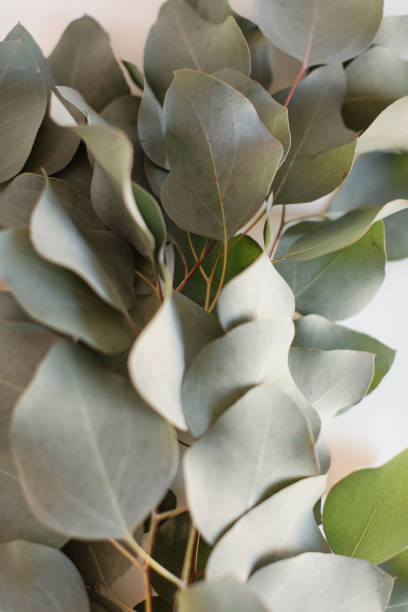 istock Delicate Large Flat-Leaf Eucalyptus Leaves in Bright Natural Light with a White Background 2013969496