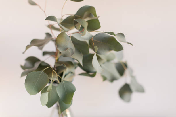 istock Delicate Large Flat-Leaf Eucalyptus Leaves in Bright Natural Light with a White Background 2013969520