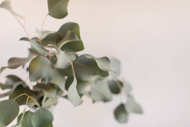 istock Delicate Large Flat-Leaf Eucalyptus Leaves in Bright Natural Light with a White Background 2013969616