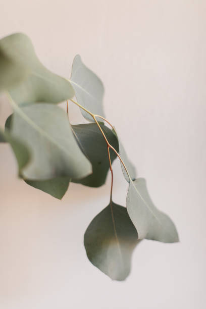 istock Delicate Large Flat-Leaf Eucalyptus Leaves in Bright Natural Light with a White Background 2013969887