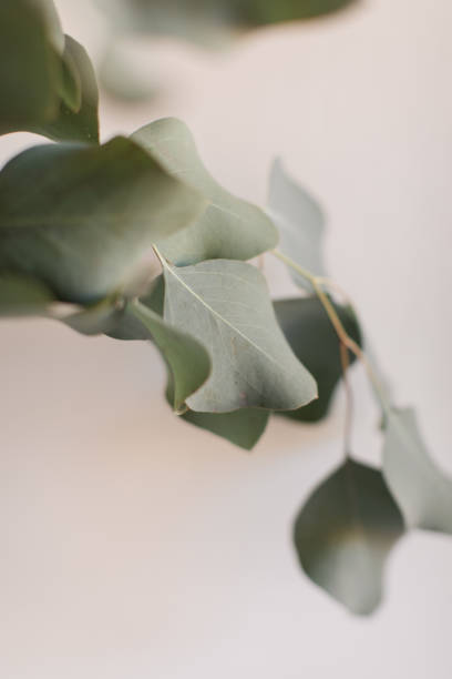 istock Delicate Large Flat-Leaf Eucalyptus Leaves in Bright Natural Light with a White Background 2013970049