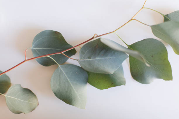 istock Delicate Large Flat-Leaf Eucalyptus Leaves in Bright Natural Light with a White Background 2013970051