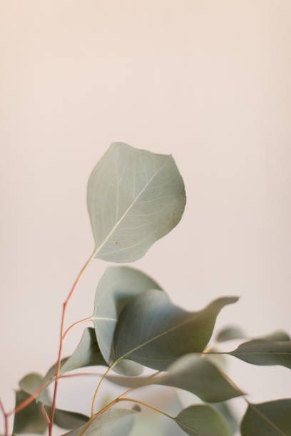 istock Delicate Large Flat-Leaf Eucalyptus Leaves in Bright Natural Light with a White Background 2013970054