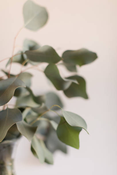 istock Delicate Large Flat-Leaf Eucalyptus Leaves in Bright Natural Light with a White Background 2013970070