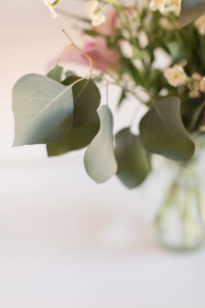 istock Delicate Large Flat-Leaf Eucalyptus Leaves in Bright Natural Light with a White Background 2013970605