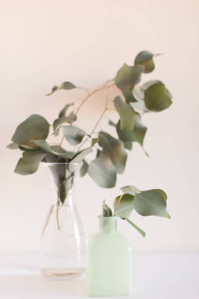 istock Delicate Large Flat-Leaf Eucalyptus Leaves in Bright Natural Light with a White Background 2013971723