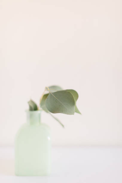 istock Delicate Large Flat-Leaf Eucalyptus Leaves in Bright Natural Light with a White Background 2013971724
